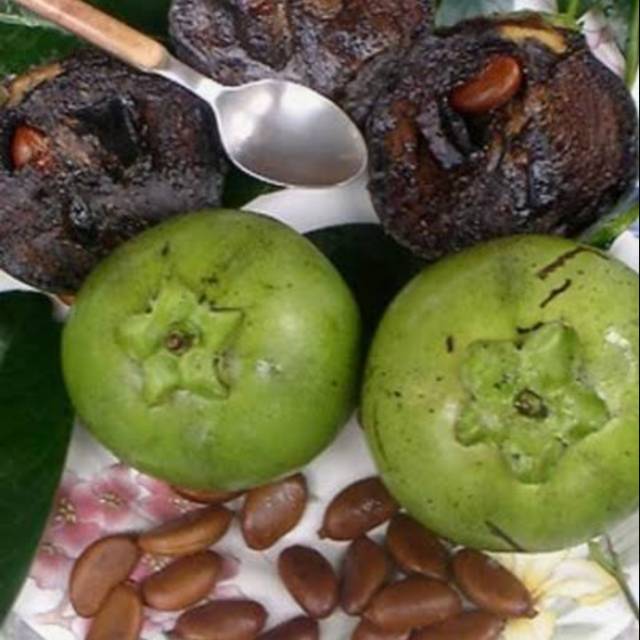 Bibit black sapote