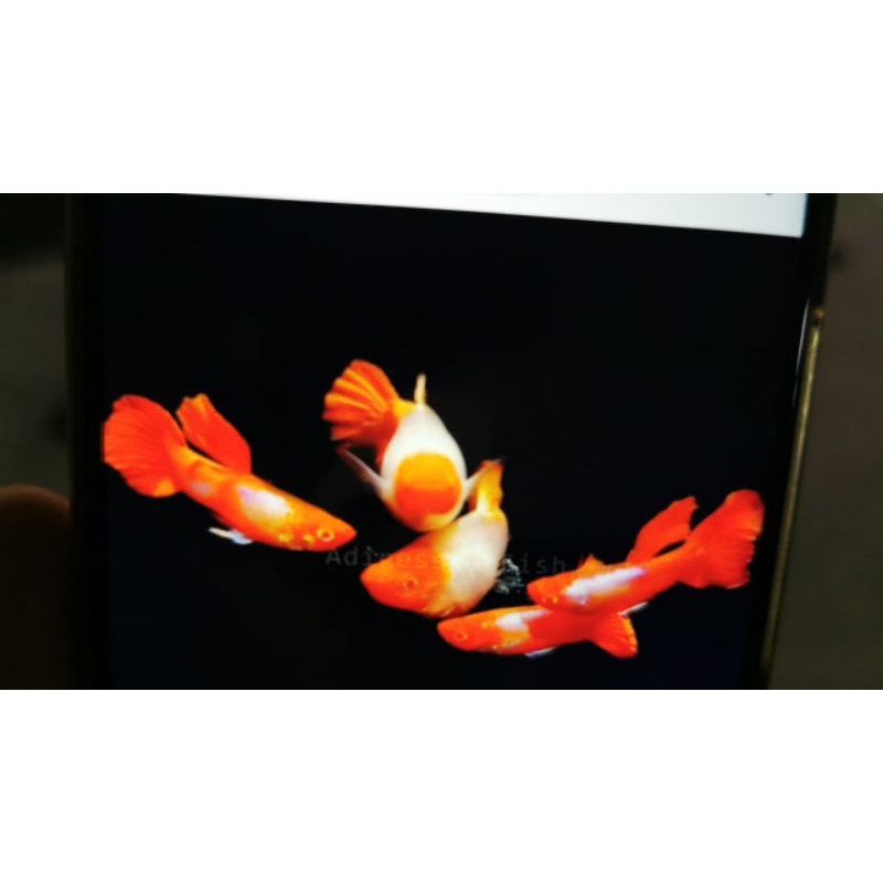 guppy koi paket 1 jantan 2 betina