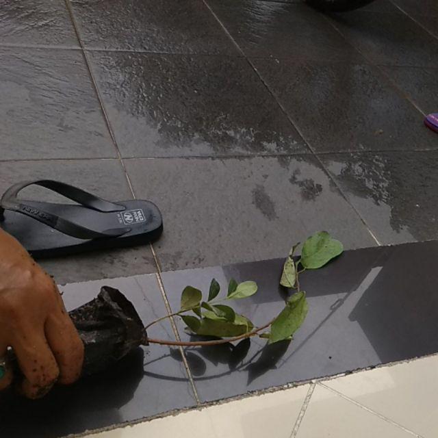 Laris! Bibit Tanaman Buah Srikaya Jumbo 60cm Ada!