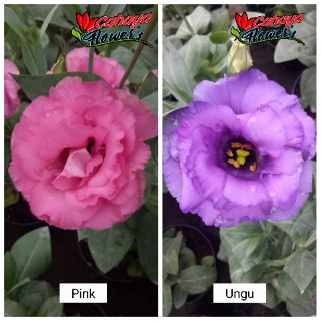 LISIANTHUS / EUSTOMA / LISIANTHUS MURAH / BUNGA MURAH