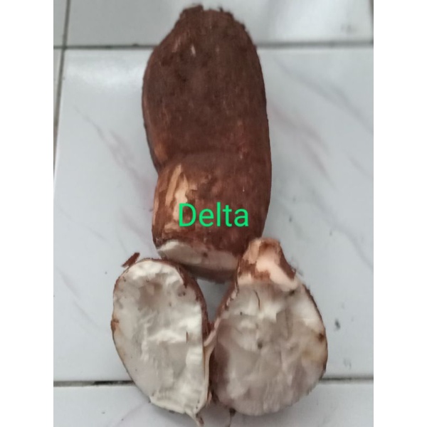 

Singkong pulen ambil langsung dari kebun
