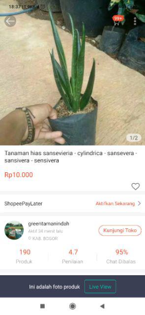 Tanaman Hias Sansevieria - Cylindrica - Sansevera - Sansivera - Sensivera