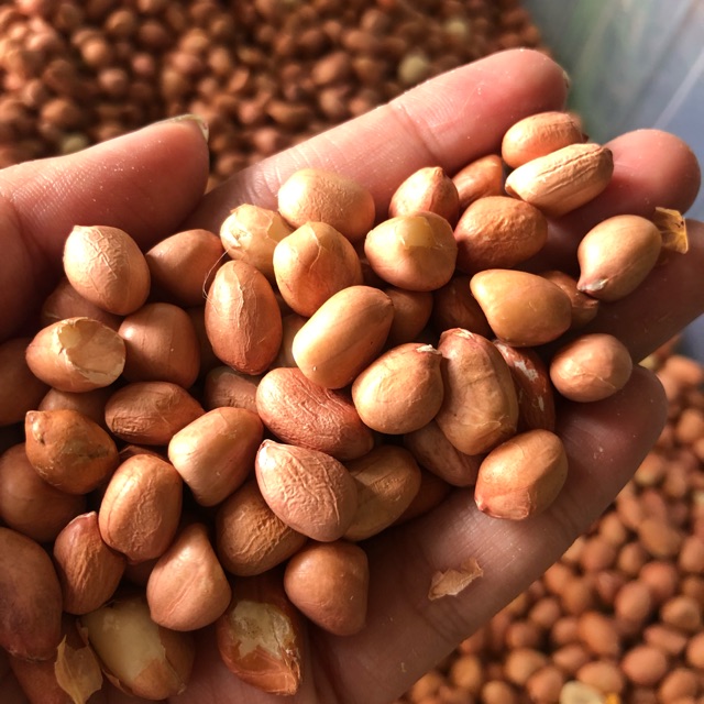 

Kacang tanah tuban