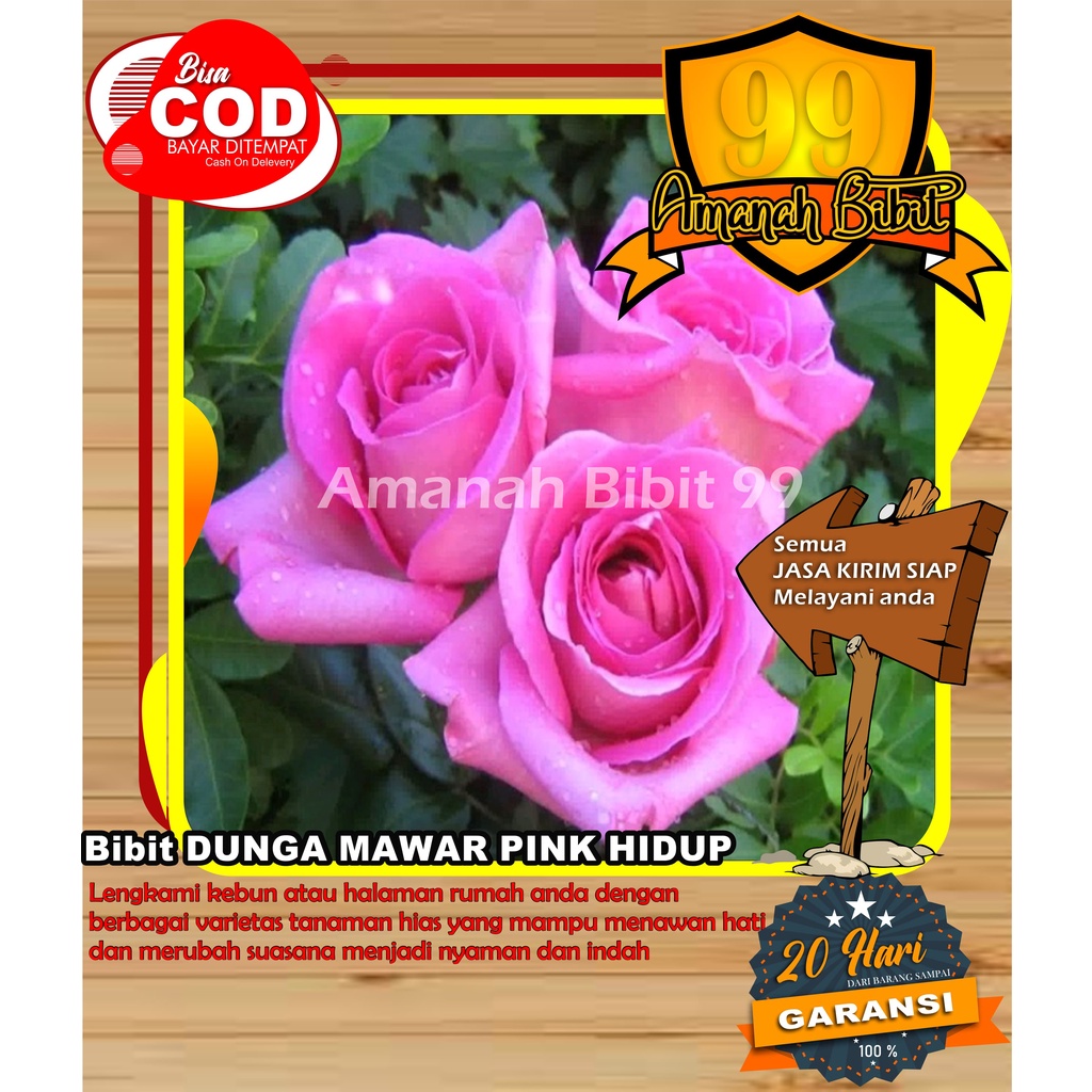 Bibit Bunga Mawar pink Hidup