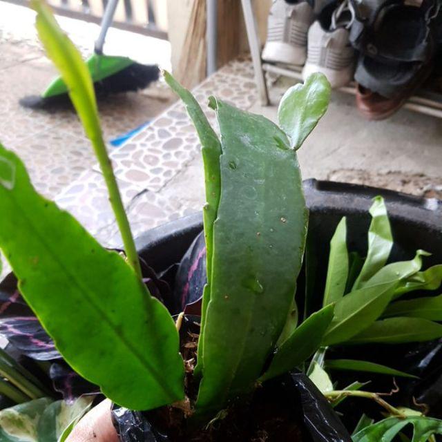 Tanaman Bunga Wijaya Kusuma Putih