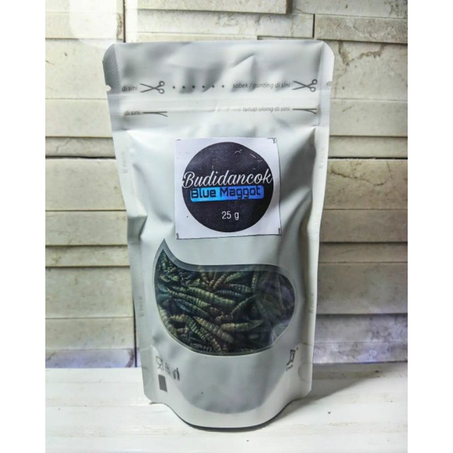 maggot blue premium blue murah channa koi