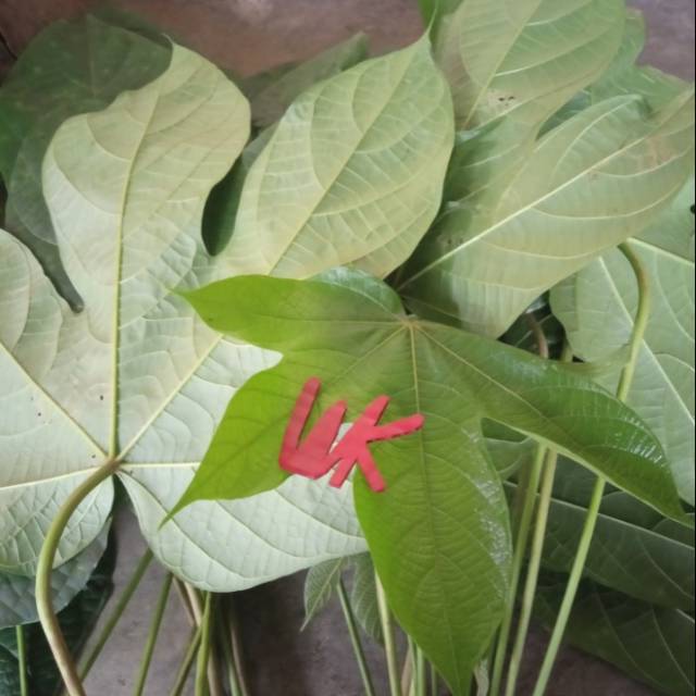 

Daun Pangi Per 10 Ikat