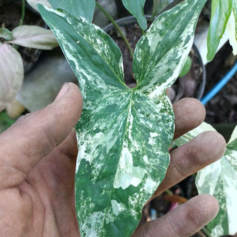 singonium variegata ..1 daun