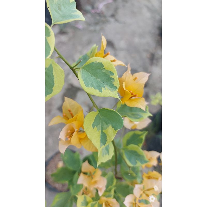 

bugenvill import/bunga kertas id yellow wonder
