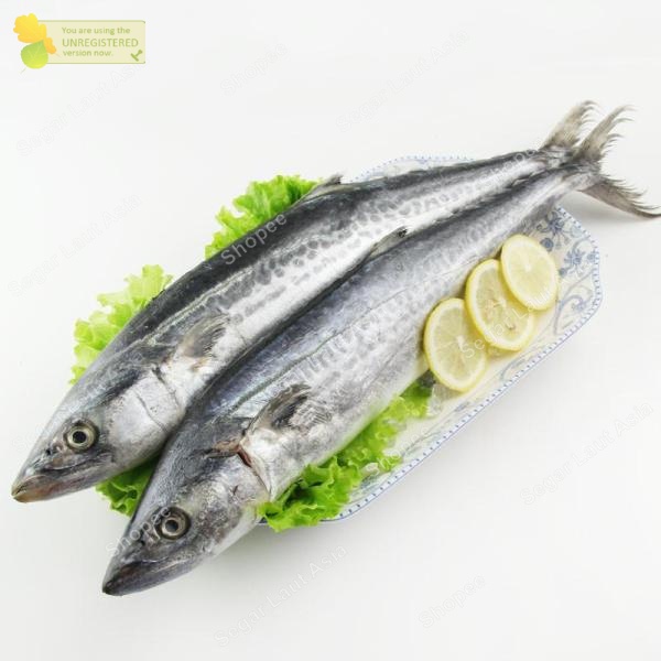 

Ikan Tenggiri Segar Ikan Tengiri Betina/Tenggiri Gepeng Ikan Hasil Laut Segar