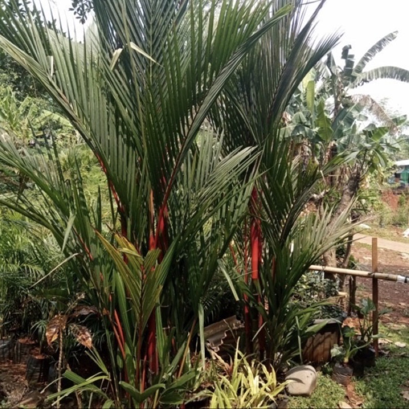 tanaman hias palem merah tinggi 3 meter lebih - pinang merah