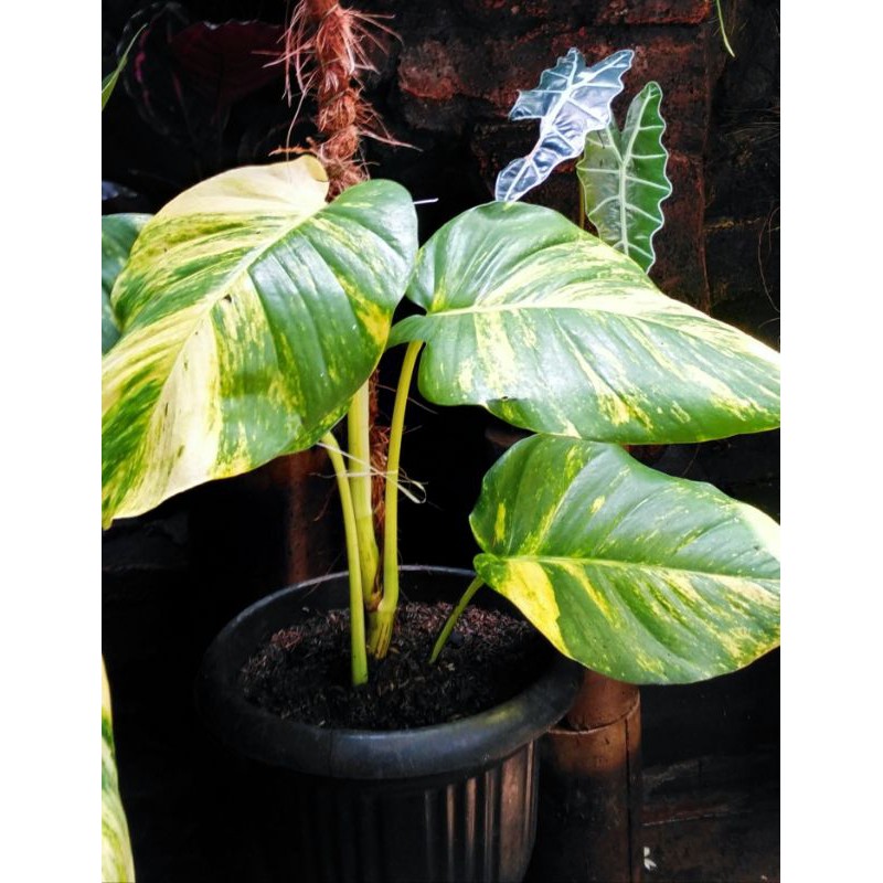 monstera marbel varigata