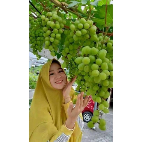 1 paket 20 grafting anggur import berkualitas superr