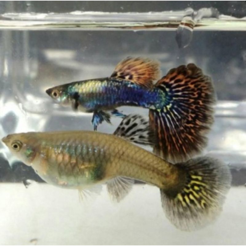 Ikan hias Guppy dragon cobra sepasang