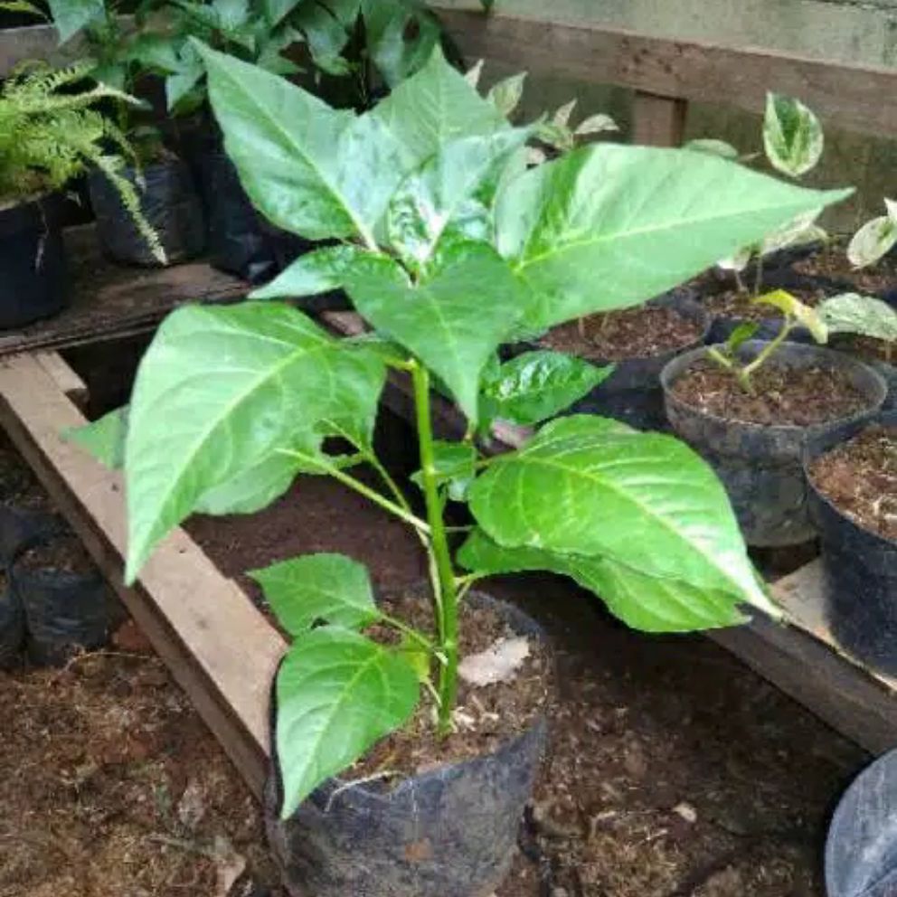 Bibit pohon cabai / bibit cabai / tanaman kebun