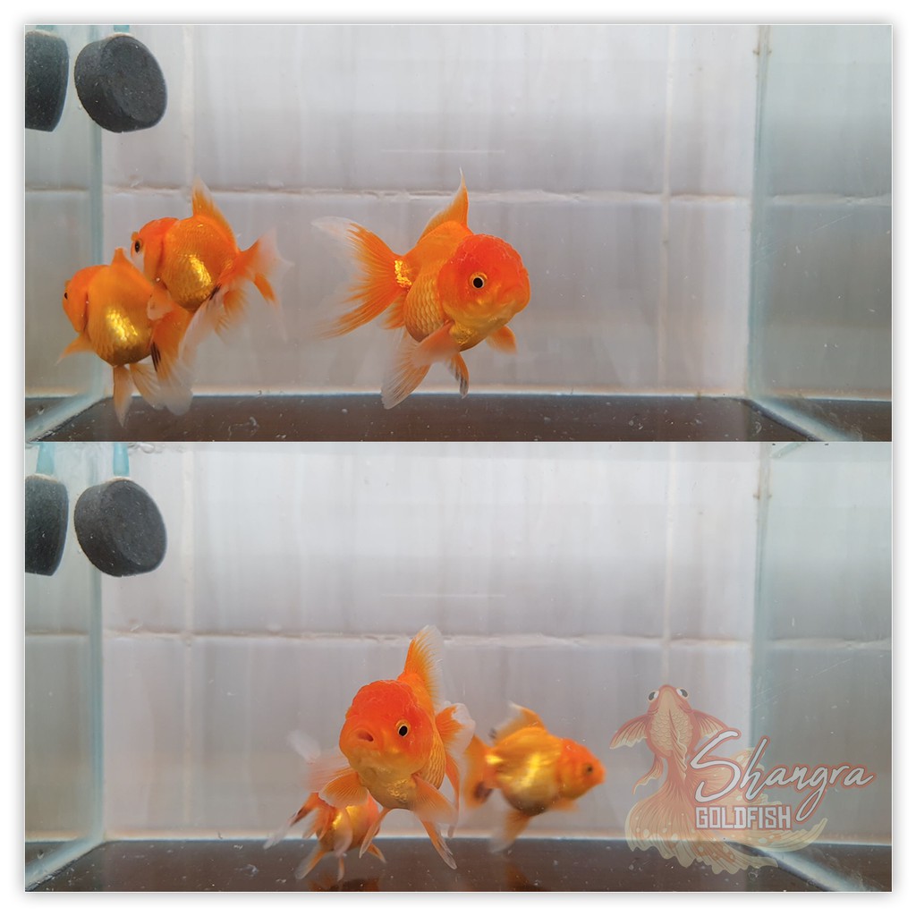 Ikan Mas Koki Oranda Short Body - 002