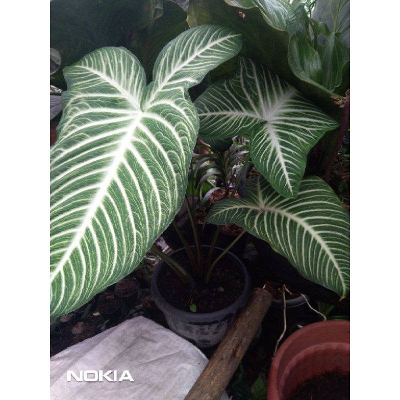 xanthosoma lindenii zebra bibit