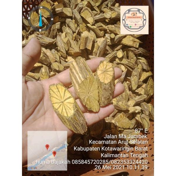 AKAR KUNING asli kalimantan tengah dan teh akar kuning