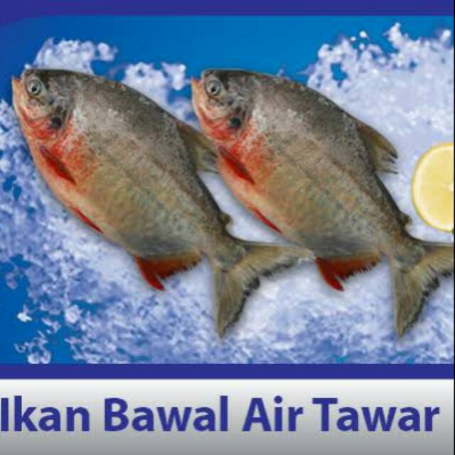 

Bawal Tawar