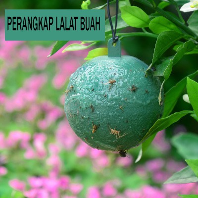 Perangkap Lalat Buah Kutu Serangga Hama Tanaman Tanpa Pestisida Kimia