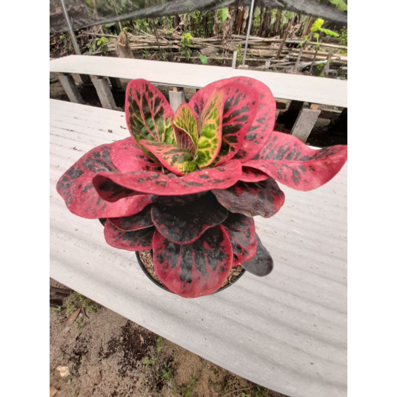 bunga puring apel busarin