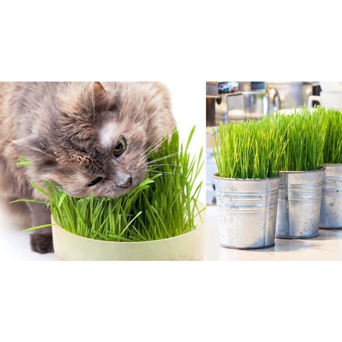 DIY Wheatgrass Seed 50 gr - Rumput Gandum Kucing - Bibit Benih Biji Rumput Kesukaan Kucing Cat Kitten