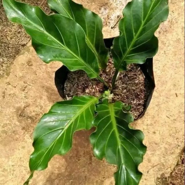 pohon anthurium gelombang cinta