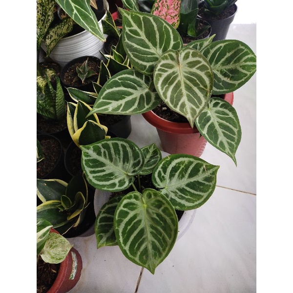 Anthurium Dorayaki Ori dan dorayaki x silver blush . taman anthurium