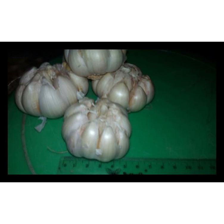 

Bawang Putih Terlaris