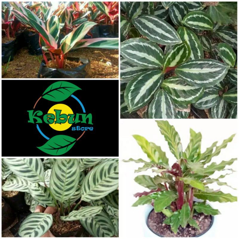 paket 4 jenis calathea meranti bali-calathea sepat-calathea silverback- calathea rufibarba