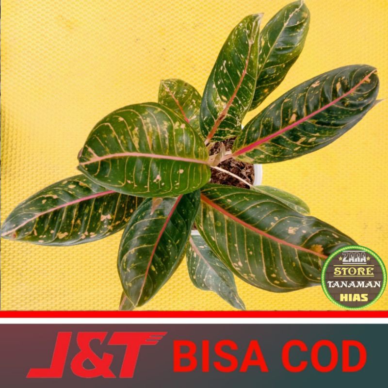 AGLONEMA DONACARMEN / MUTASI