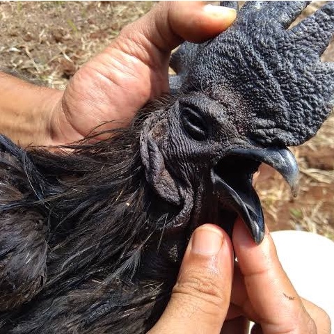 

TELUR AYAM CEMANI LIDAH HITAM FERTIL ASLI UNTUK TERNAK