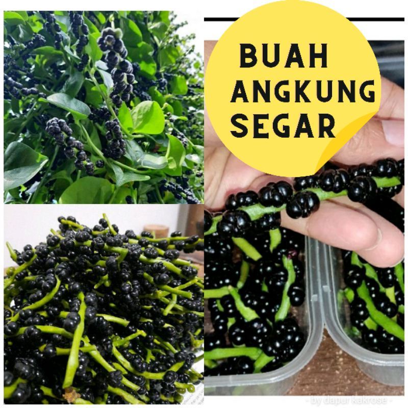 BUAH ANGKUNG SEGAR 100  BIJI ASLI ORGANIK