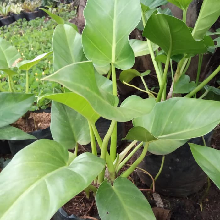 tanaman hias phillo marble - pohon marble - tanaman pot