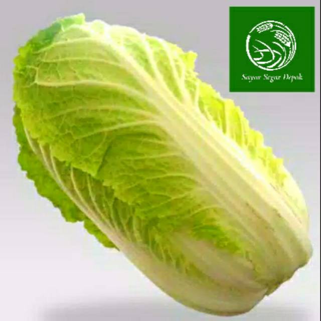 

Sawi Putih Fresh Berkualitas Perkilogram