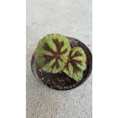 bibit begonia carpet / begonia karpet