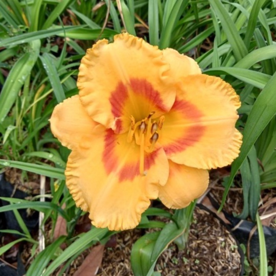BIBIT BUNGA LILY KUNING