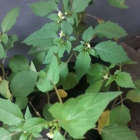 Bibit Tanaman Obat Daun Ciplukan Bibit Ciplukan Physalis peruviana