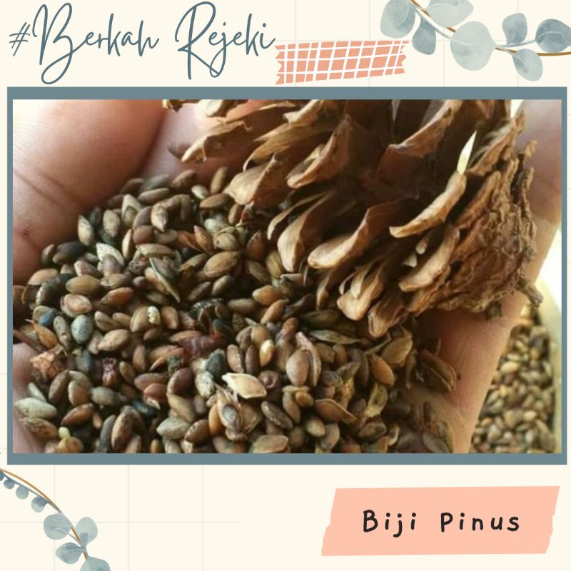 biji pinus/benih pinus  merkusi kualitas super kemasan 100 biji