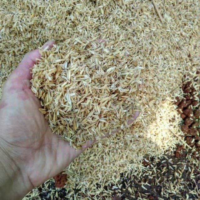 Sekam/sekam padi/sekam mentah media tanam