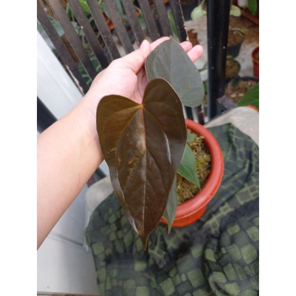tanaman hias anthurium modeanum