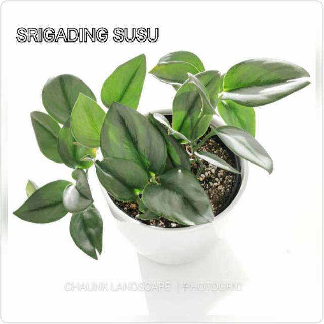 Tanaman hias srigading susu / bibit tanaman hias srigading / tanaman hias gantung srigading