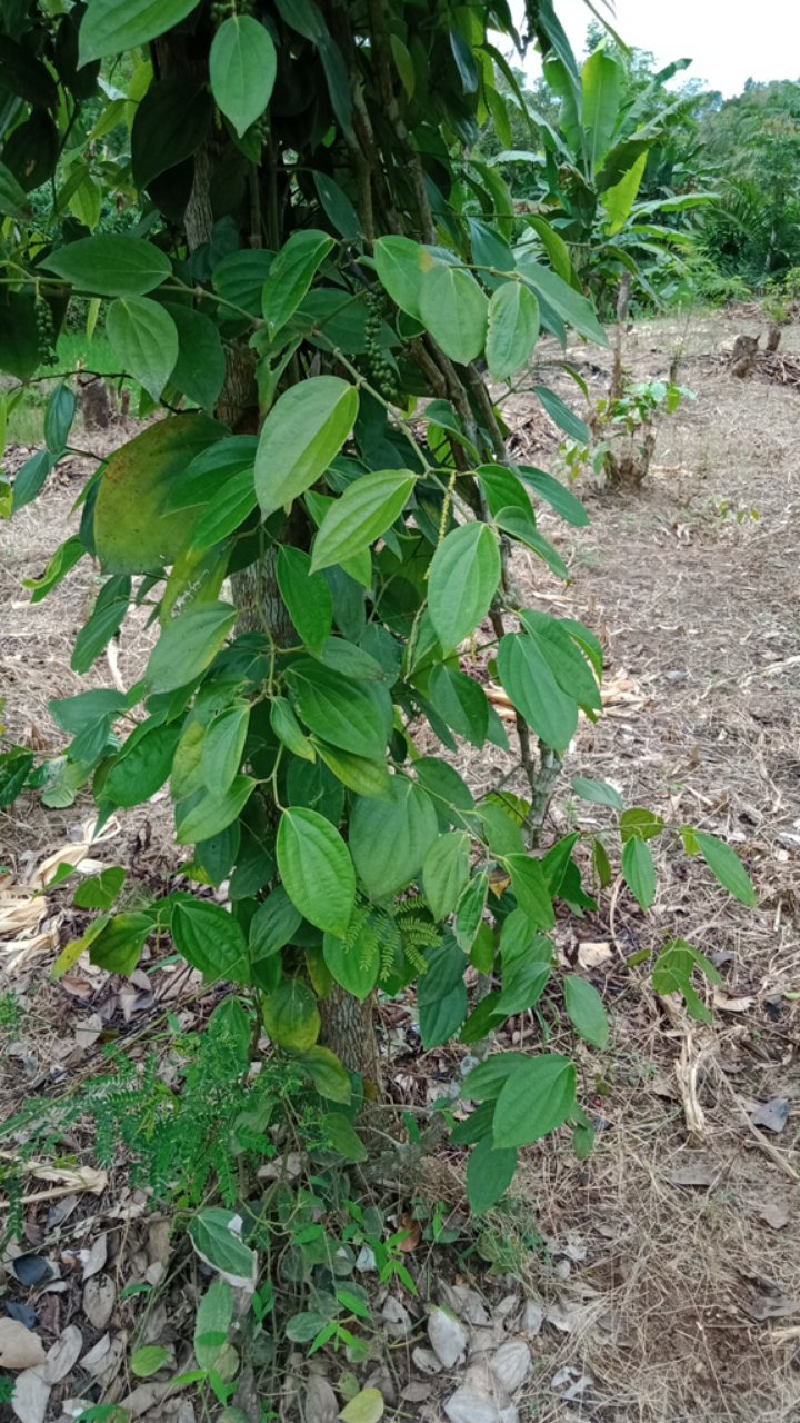 Naga Sogan Kemeja Batik Pria Katun Primisima Full Furing