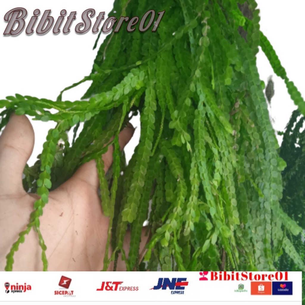 Tanaman Hias Kumpai sisik