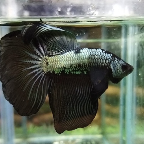 IKAN CUPANG HALFMOON/HM BLACK SAMURAI 100% REALPICT (KODE AB26)