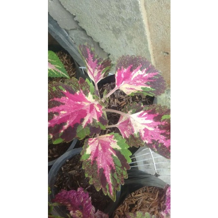 miana premium stek berakar id batik Betawi