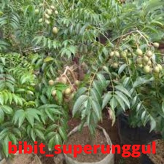 Bibit Kedondong Okulasi Sudah Berbuah Lebat Bibit Buah Kedondong Berbuah