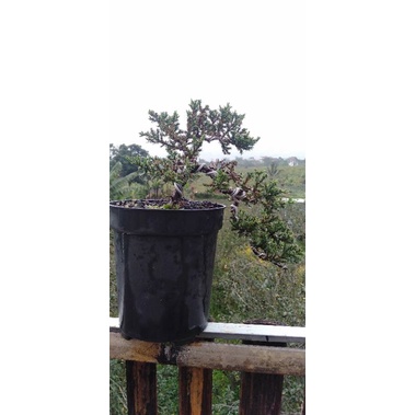 bonsai cemara cascade realpictt