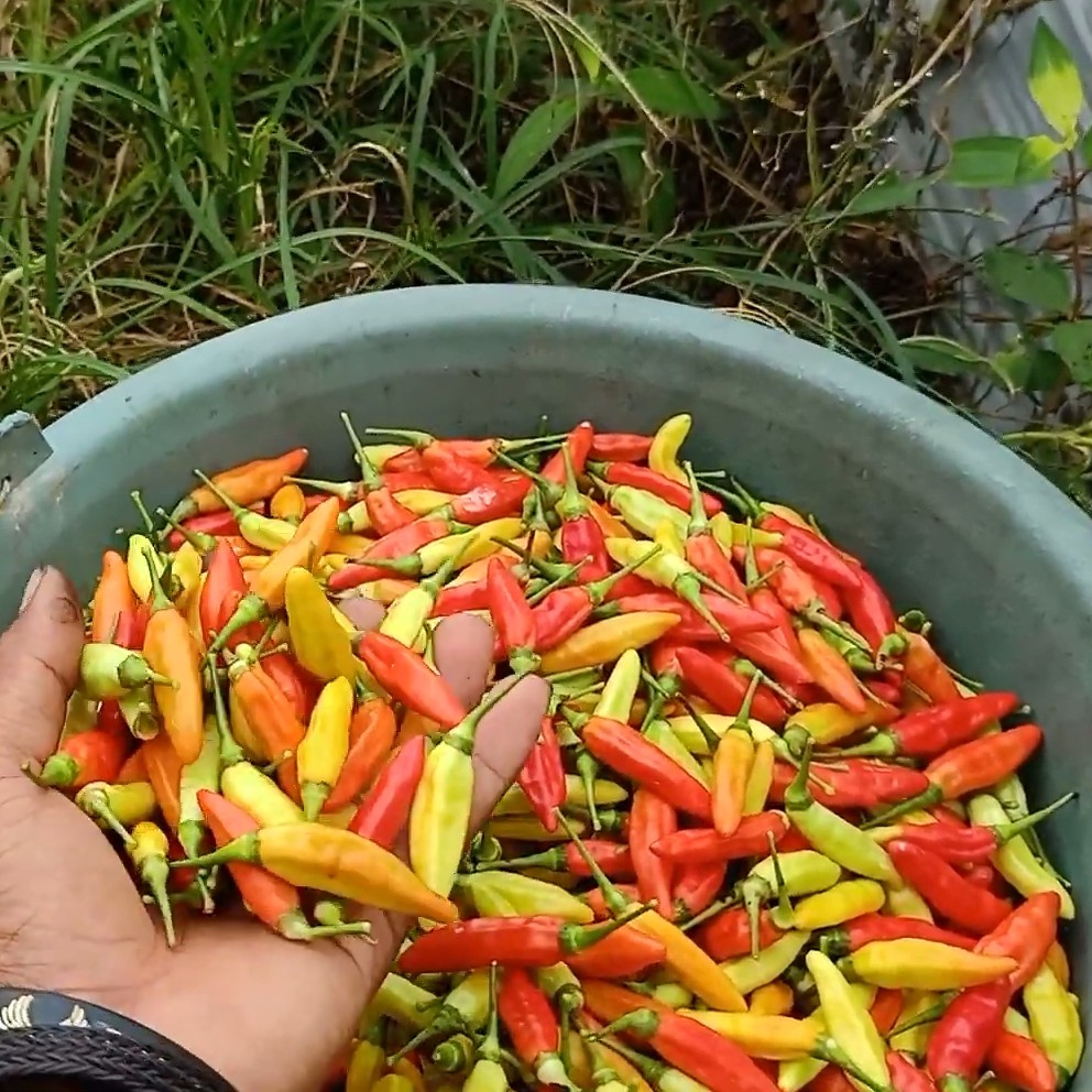 25 Biji - Benih Cabe Rawit ORI 212, cabe rawit unggul, buah lebat, tahan patek