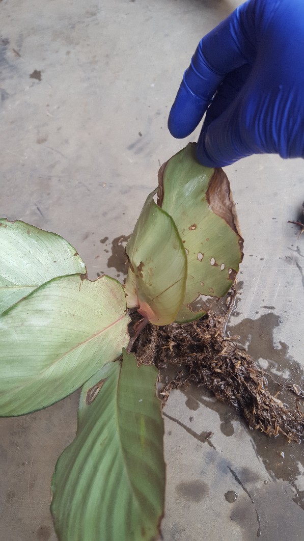 Tanaman Calathea Silver